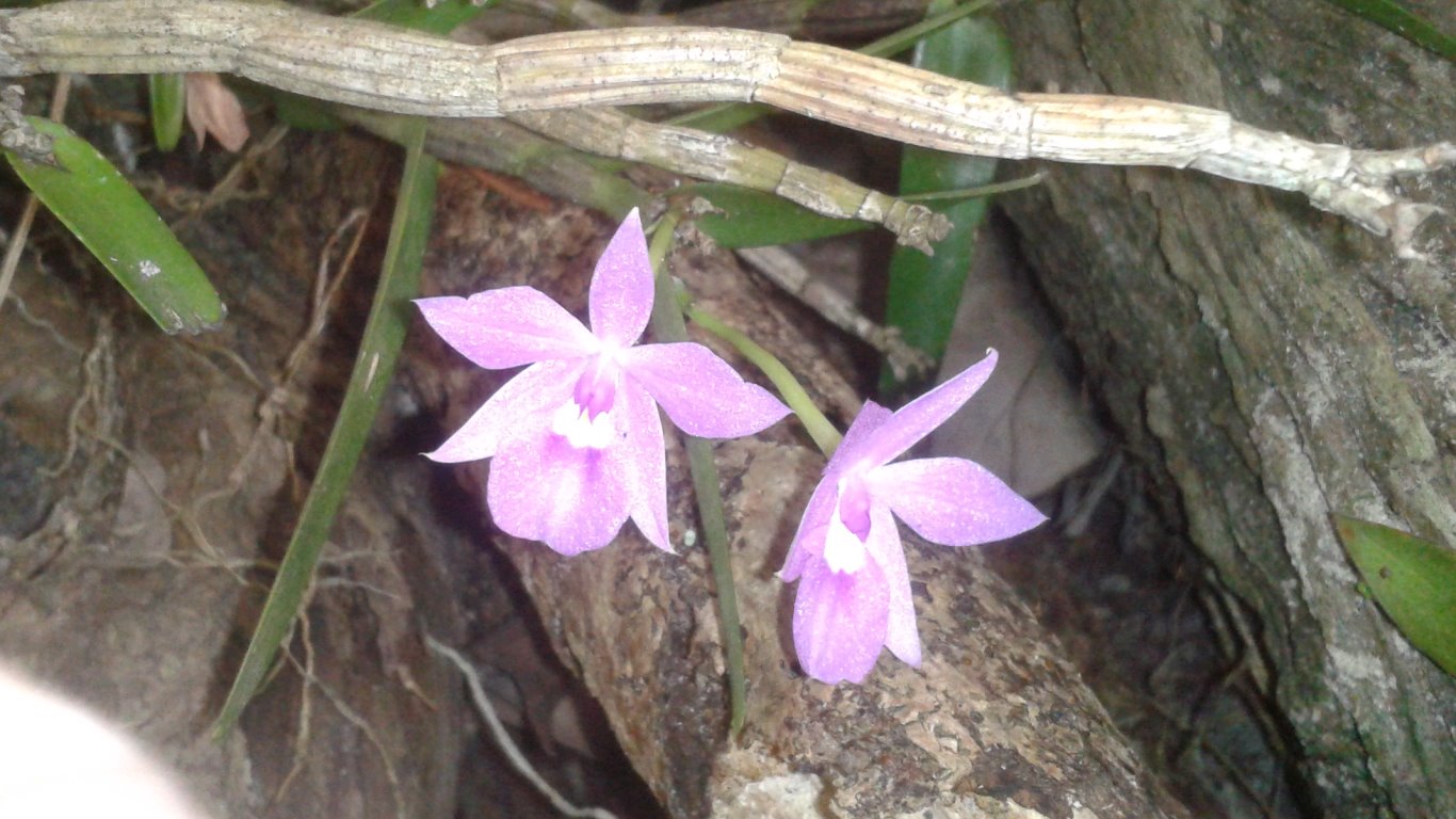 w004 Wild Orchid, A thin flower. Circular Road, San Fernando, Trinidad, TT w004_3_Wild Orchid_A thin flower_circular road_san fernando_trinidad_TT_2013-11-06_tobagojo@gmail.com_15.17.15B
